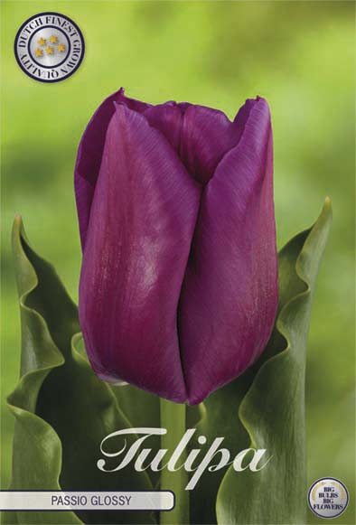 Tulip Triumph Passio Glossy 7-pakning (NY)